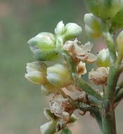 Image of Limeum telephioides var. telephioides