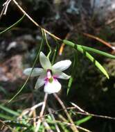 Plancia ëd Dendrobium cunninghamii Lindl.