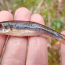 Image of Saffron Shiner