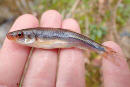 Imagem de Notropis rubricroceus (Cope 1868)