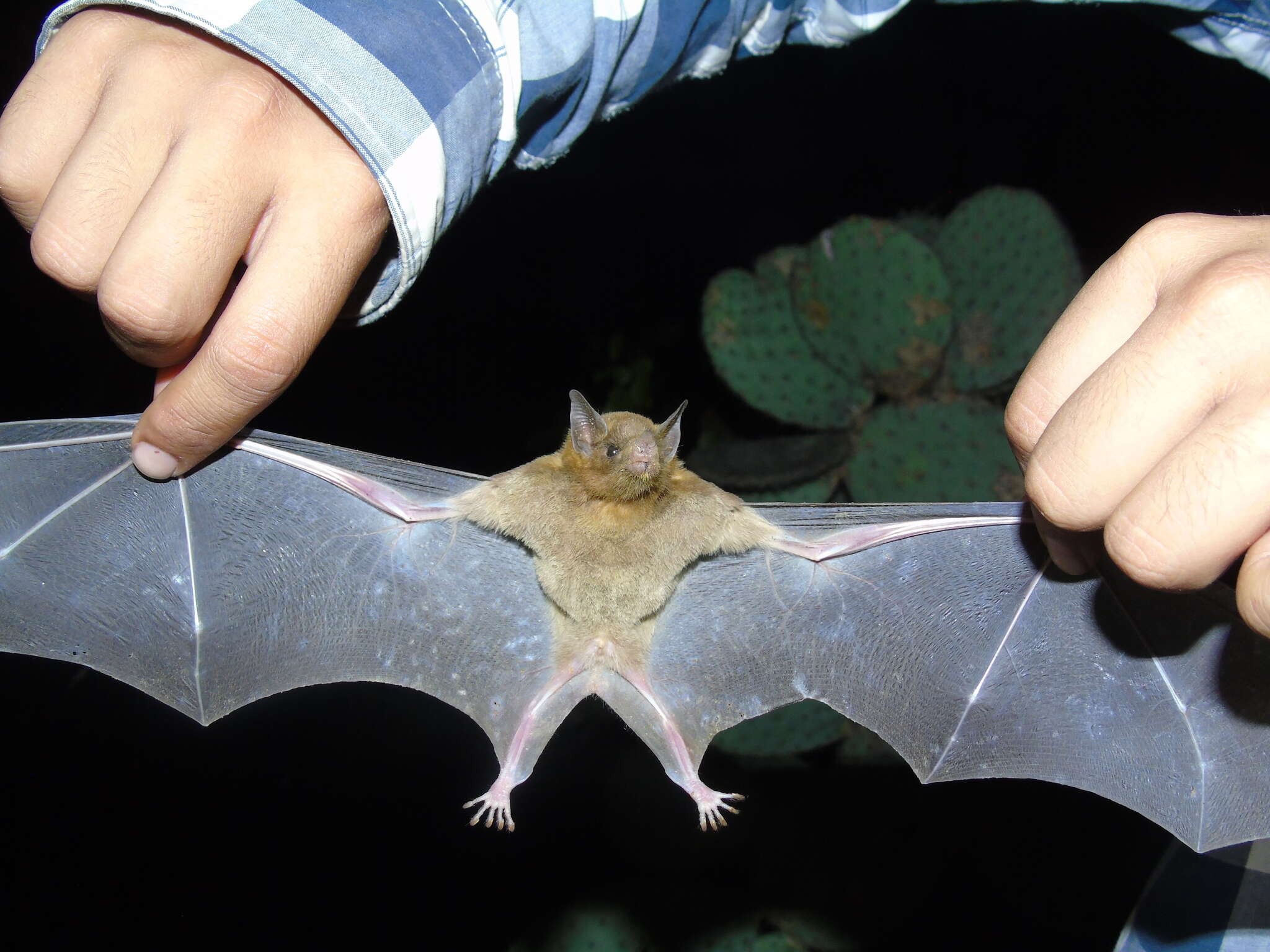 Image of Saussure's long-nosed bat