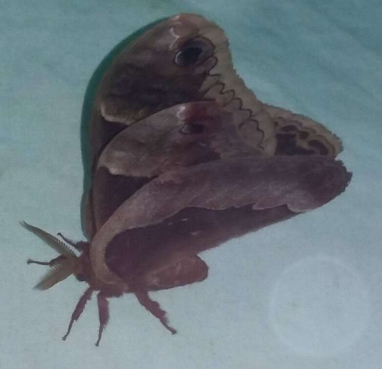 Image of Tulip-tree Silkmoth