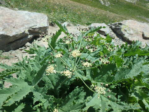 Image of Heracleum freynianum Somm. & Levier