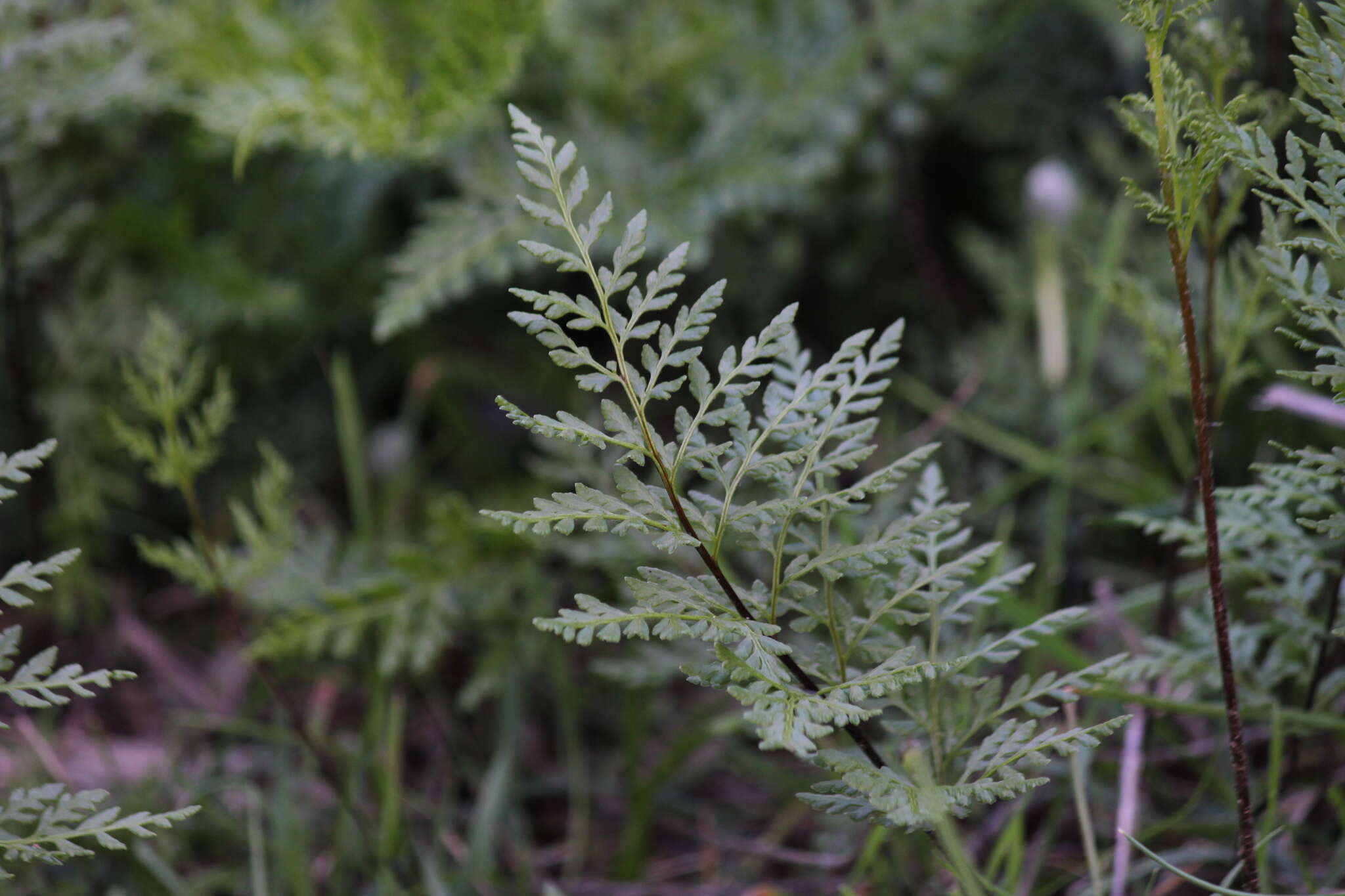 Image of Cheilanthes austrotenuifolia H. M. Quirk & T. C. Chambers