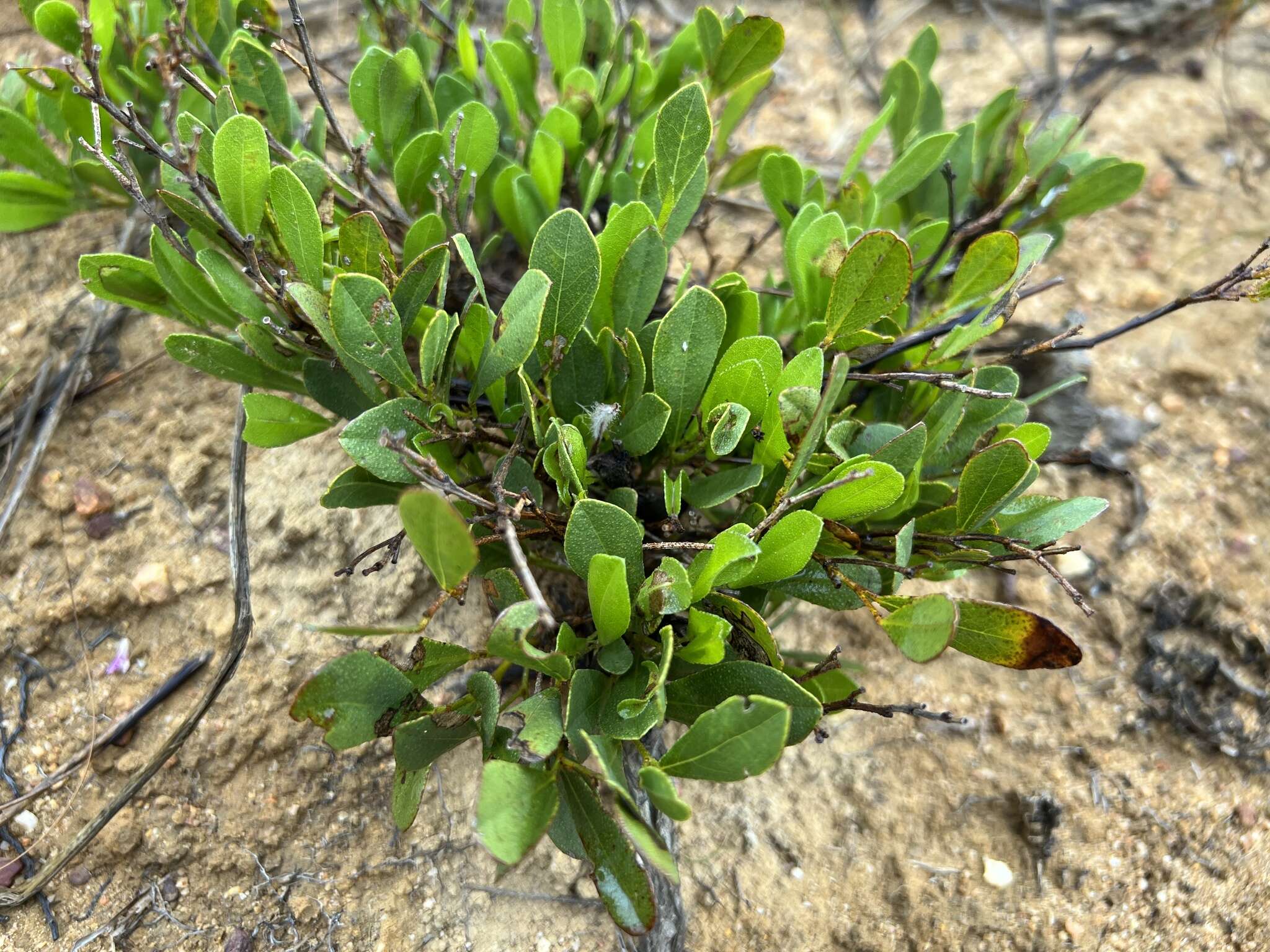 Imagem de Otholobium rotundifolium (L. fil.) C. H. Stirt.