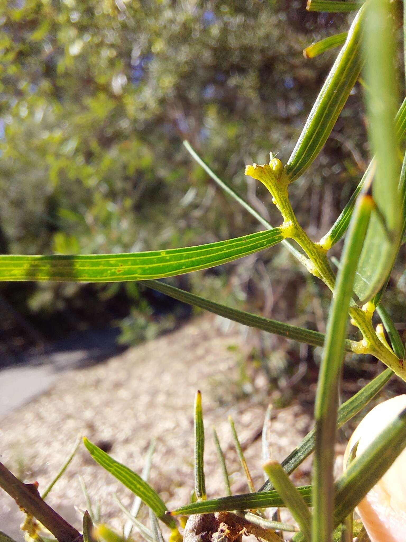 Image of Acacia trinervata Sieber ex DC.