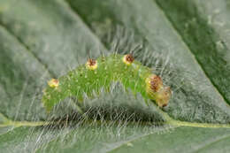 Image of Ochre Dagger Moth