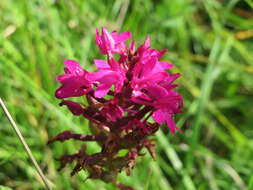 صورة Anacamptis pyramidalis (L.) Rich.