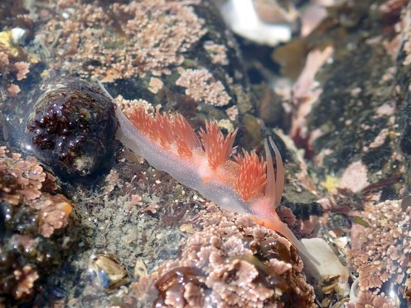 Image of White-tentacled japanese aeolis