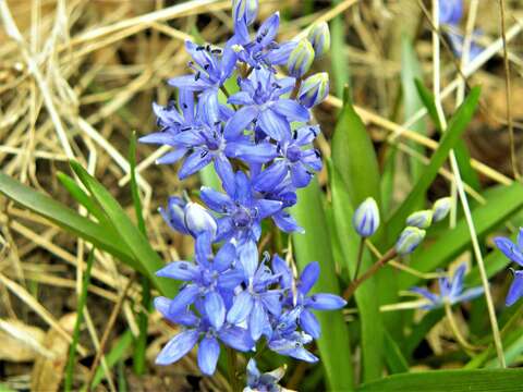 Image of Scilla vindobonensis Speta