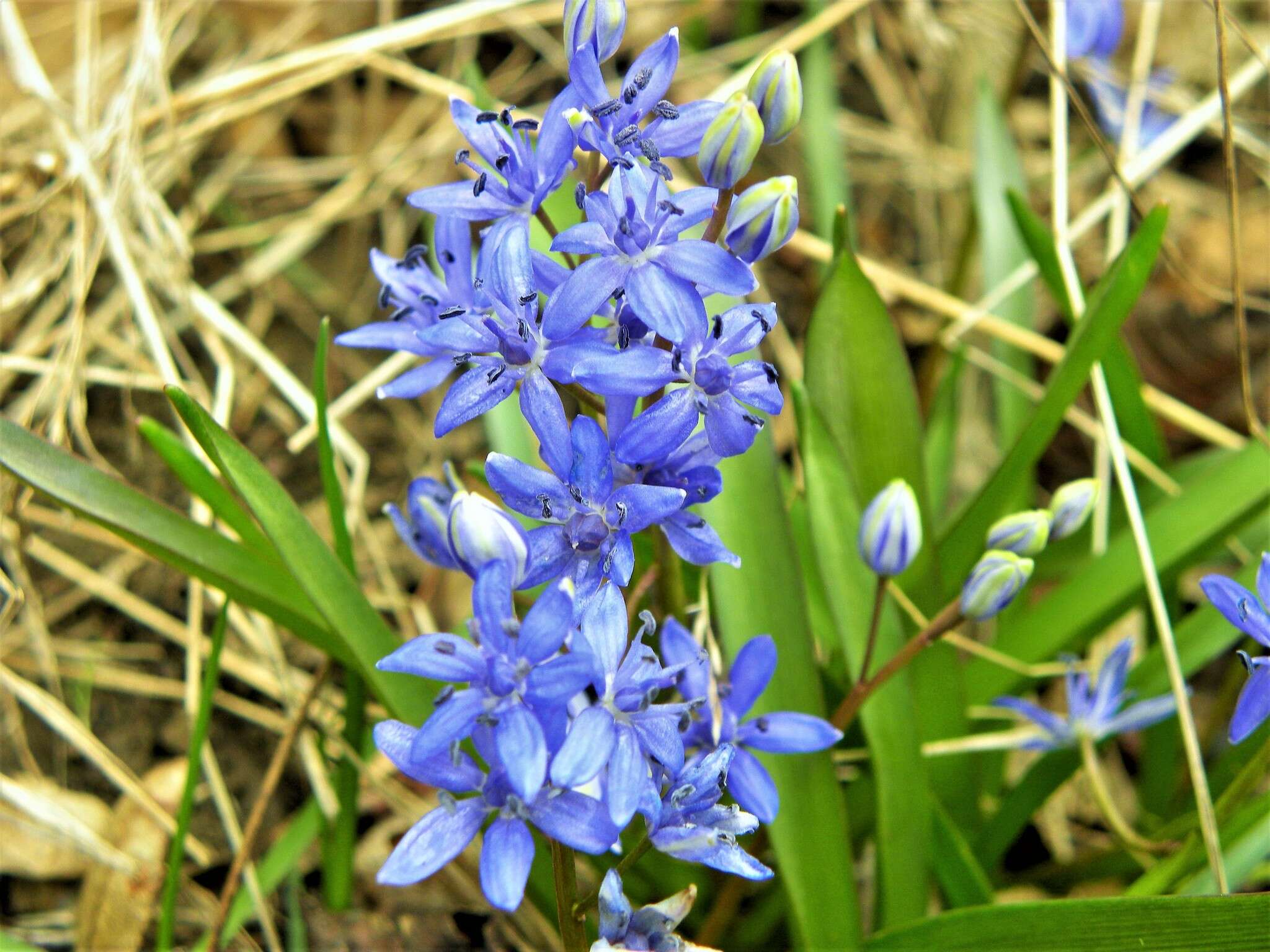 Image of Scilla vindobonensis Speta