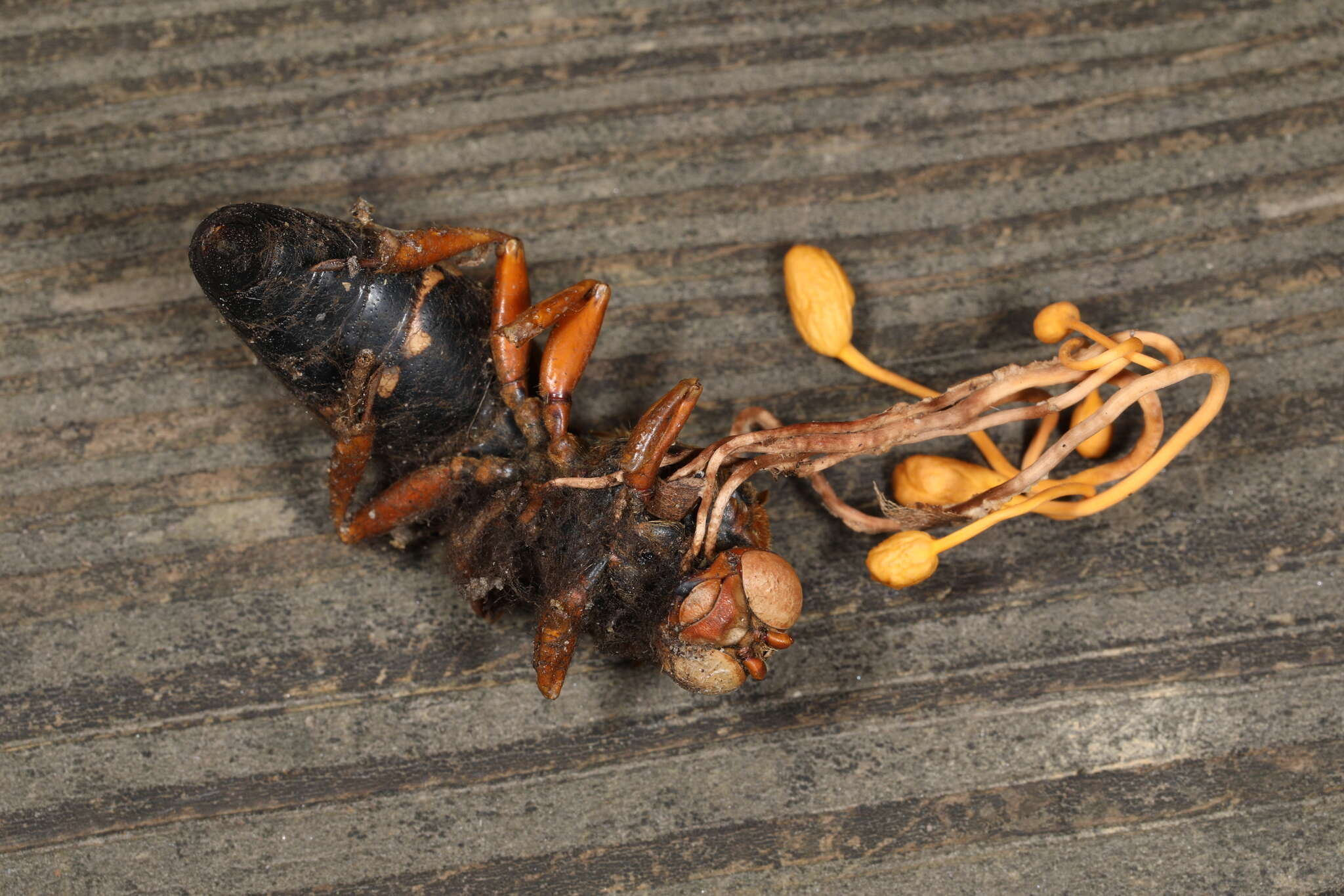 Image of Ophiocordyceps sphecocephala (Klotzsch ex Berk.) G. H. Sung, J. M. Sung, Hywel-Jones & Spatafora 2007