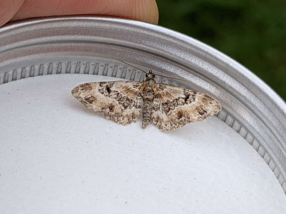 Слика од Eupithecia pulchellata Stephens 1831