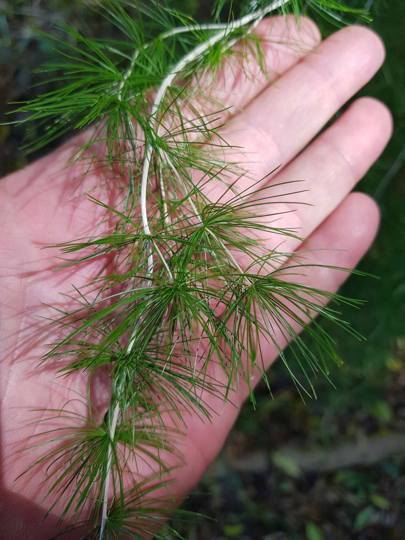 Image of Cluster-leaf asparagus