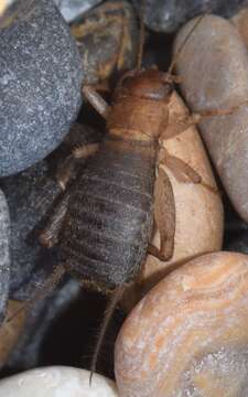 Image of Scaly cricket