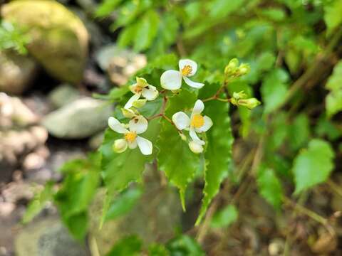 Image of Begonia catharinensis Brade