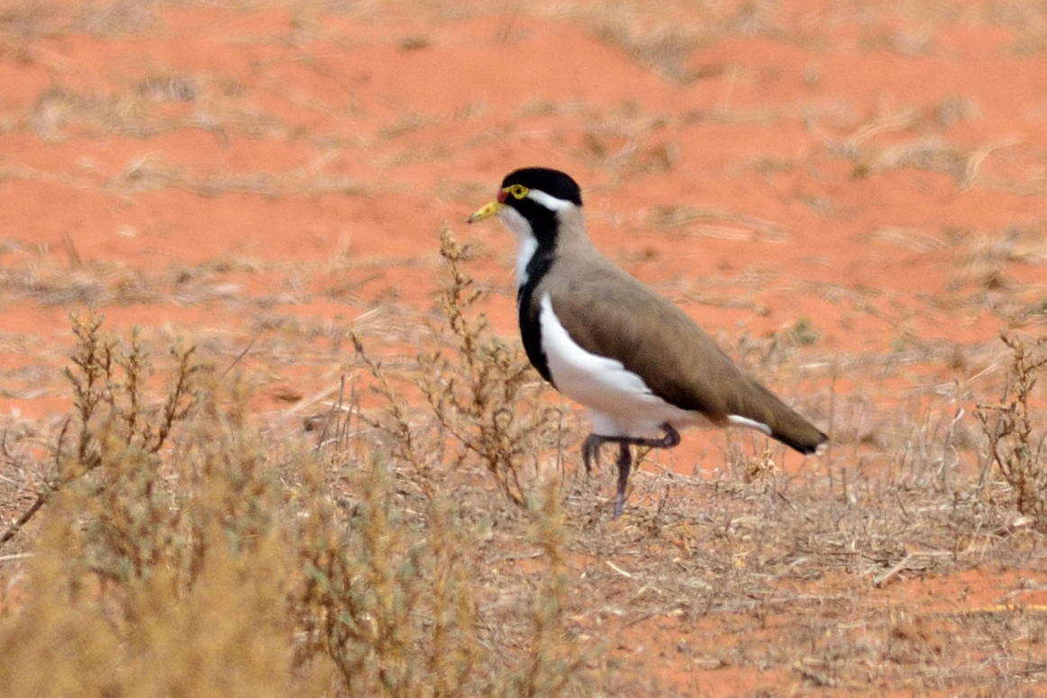 Image of Banded Lapwing