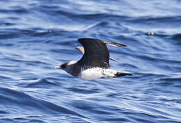 Image of Pomarine Jaeger