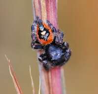 Image of Phidippus princeps pulcherrimus Keyserling 1885