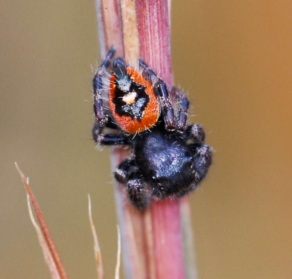 Image of Phidippus princeps pulcherrimus Keyserling 1885