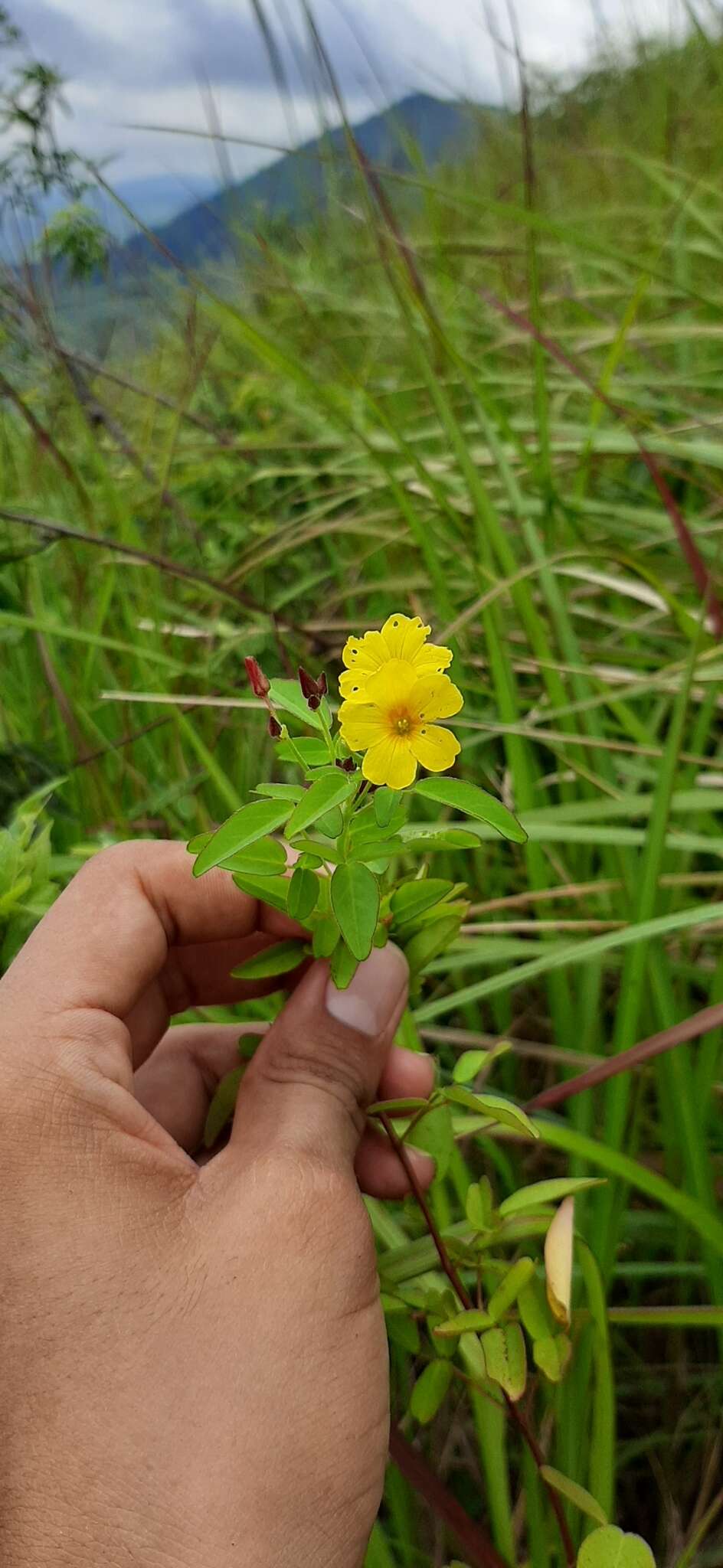 Image of shrubby woodsorrel