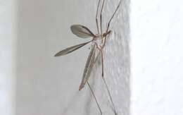 Image of Marsh crane fly