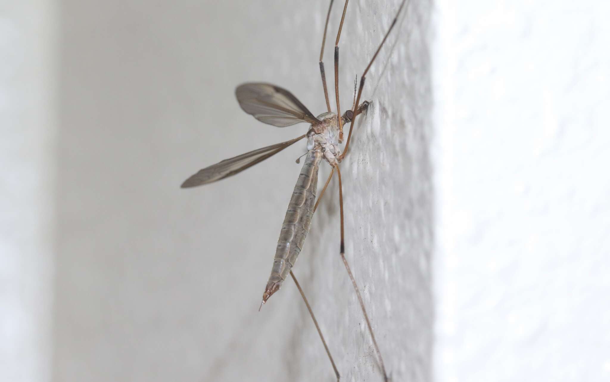 Image of Marsh crane fly