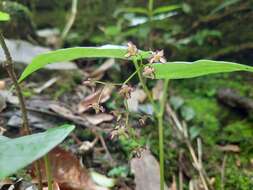 Image of Maianthemum fuscum (Wall.) La Frankie