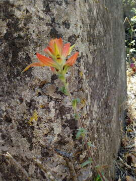 Image of <i>Castilleja <i>tenuiflora</i></i> var. tenuiflora