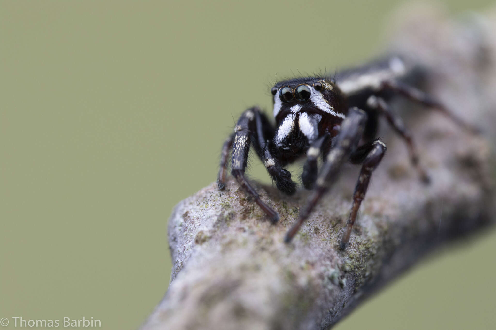 صورة Metaphidippus manni (Peckham & Peckham 1901)