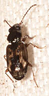 Image of Bembidion (Furcacampa) impotens Casey 1918