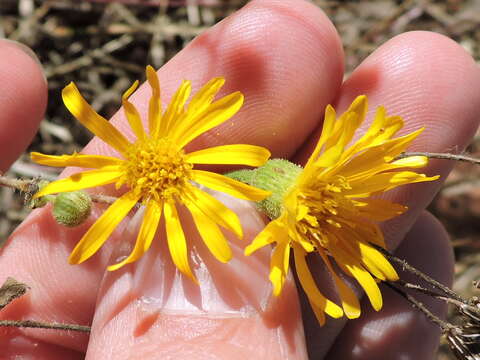 Слика од Heterotheca subaxillaris (Lam.) Britt. & Rusby