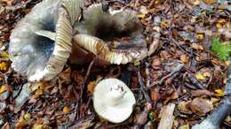 Image of Russula tawai McNabb 1973