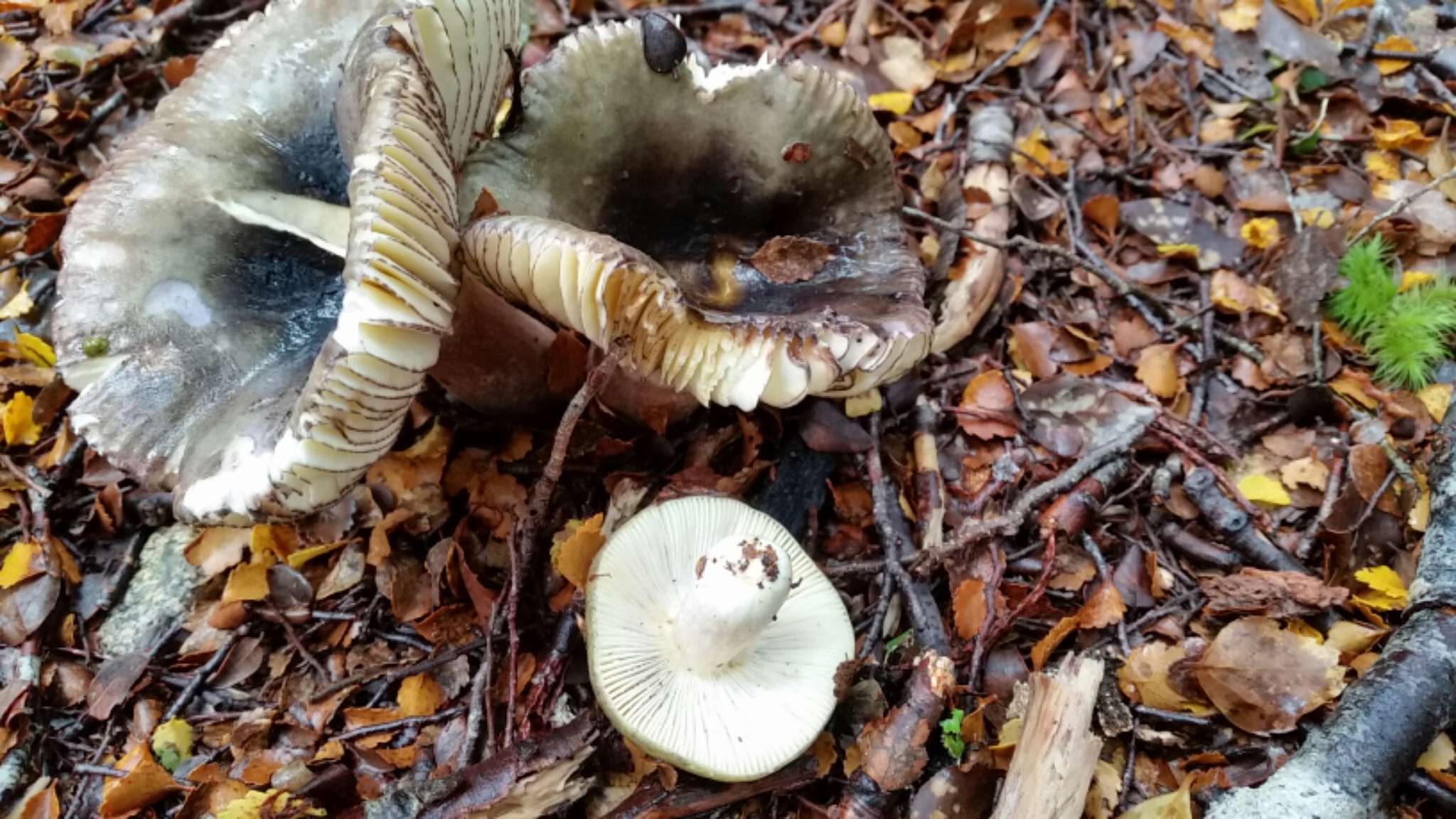 Image of Russula tawai McNabb 1973