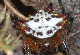 Image of Gasteracantha sanguinolenta C. L. Koch 1844