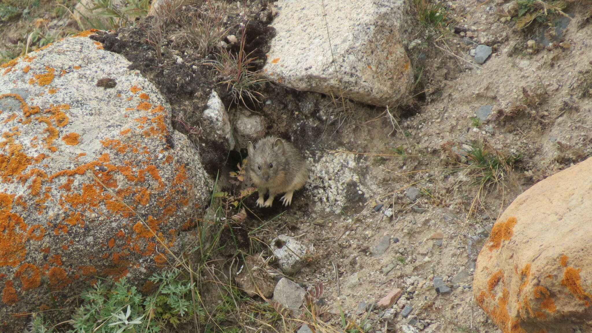 Image of Gansu Pika