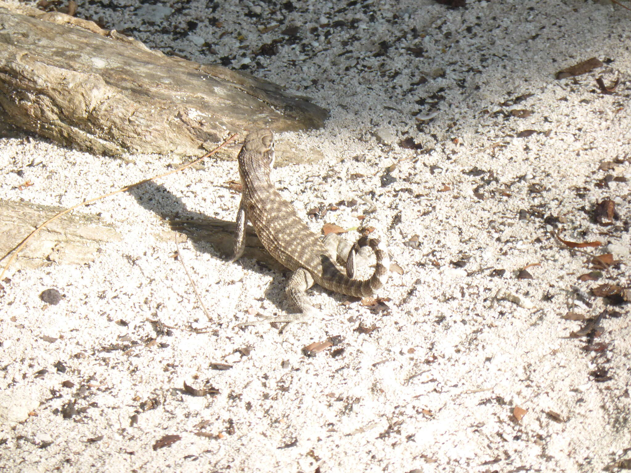 Imagem de Leiocephalus carinatus granti Rabb 1957