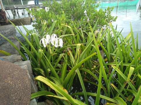 Image of Crinum amabile Donn ex Ker Gawl.