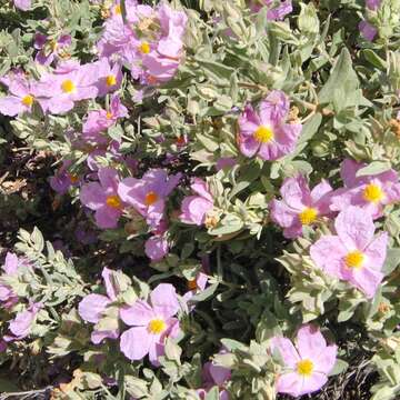 Imagem de Cistus albidus L.