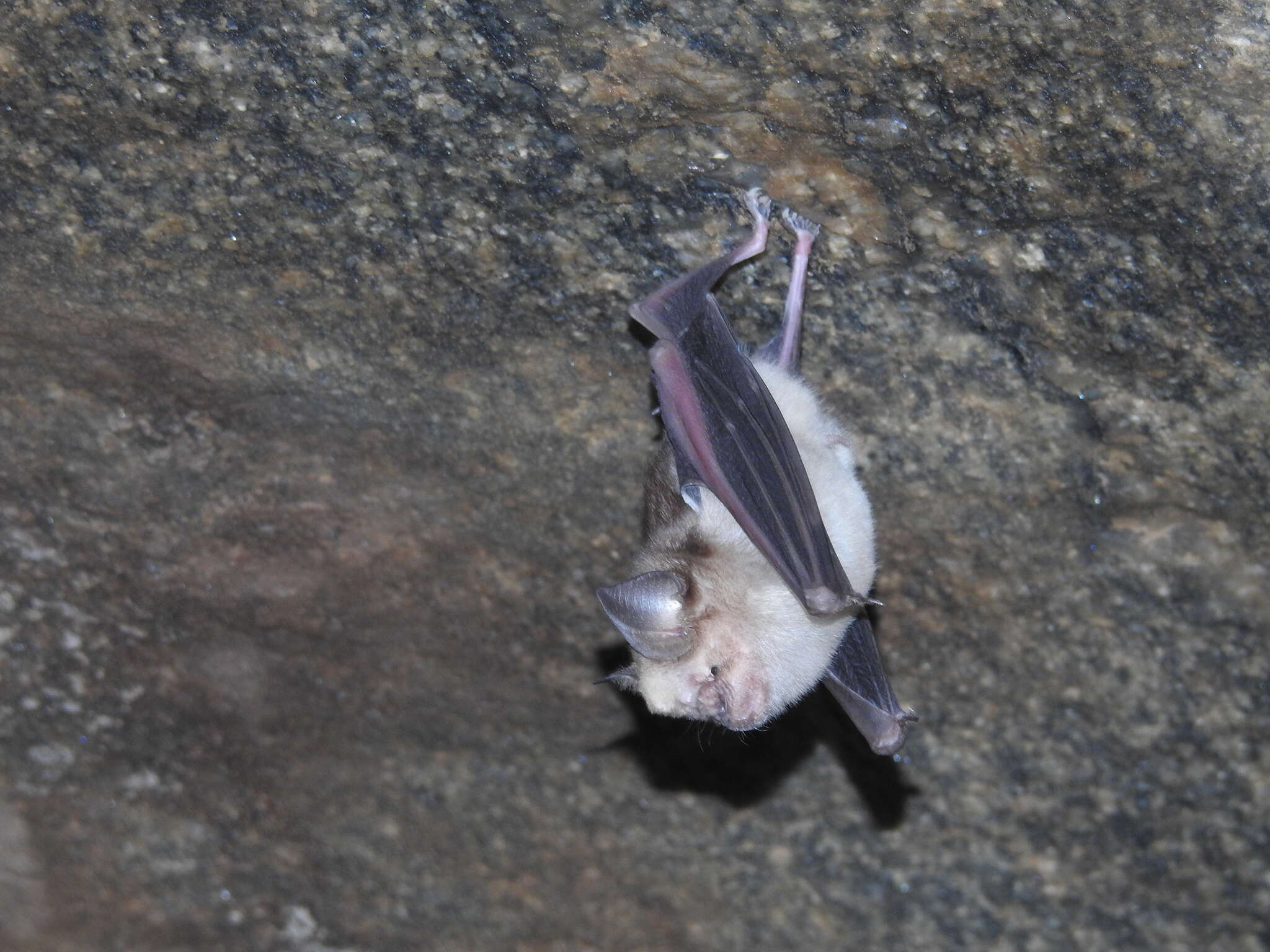 Image of Hipposideros speoris (Schneider ex Schreber 1800)