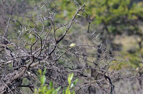 Image of Yellow-fronted Canary