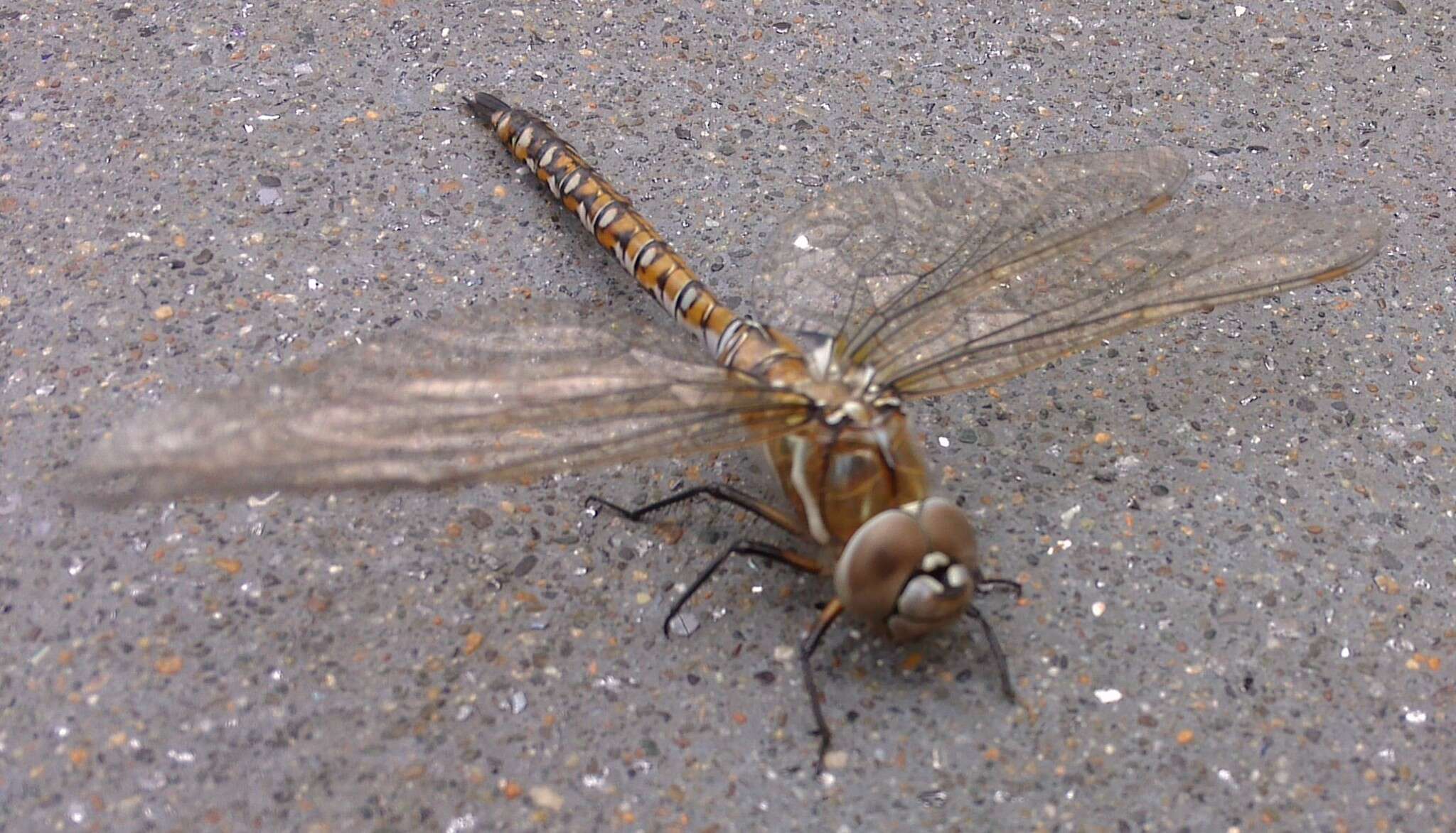 Image of California Darner