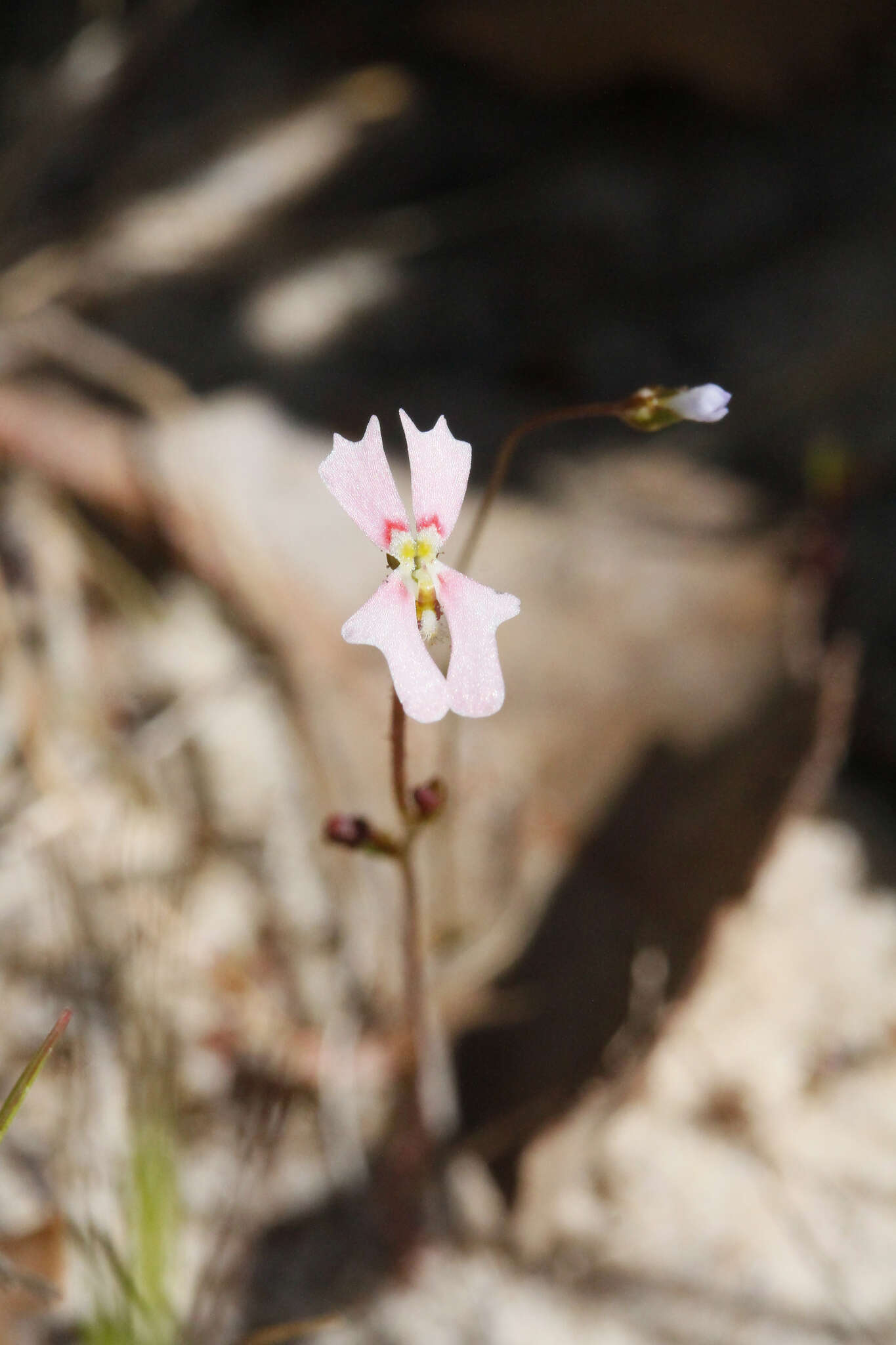 Image de Stylidium calcaratum R. Br.