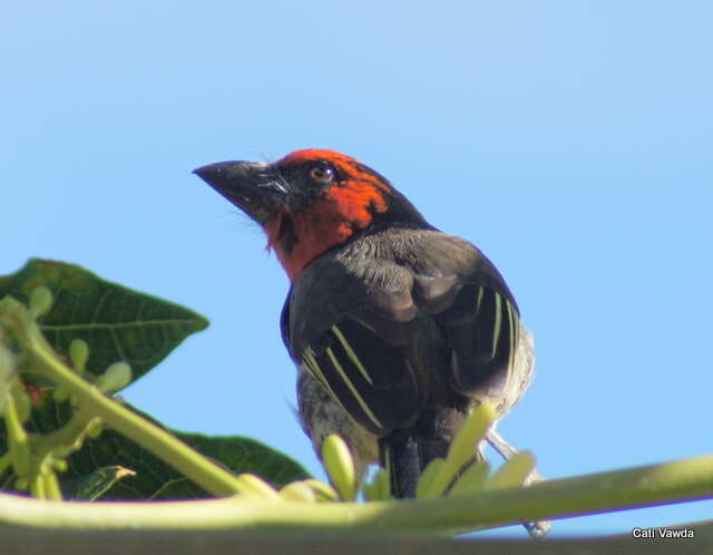 صورة Batis capensis hollidayi Clancey 1952