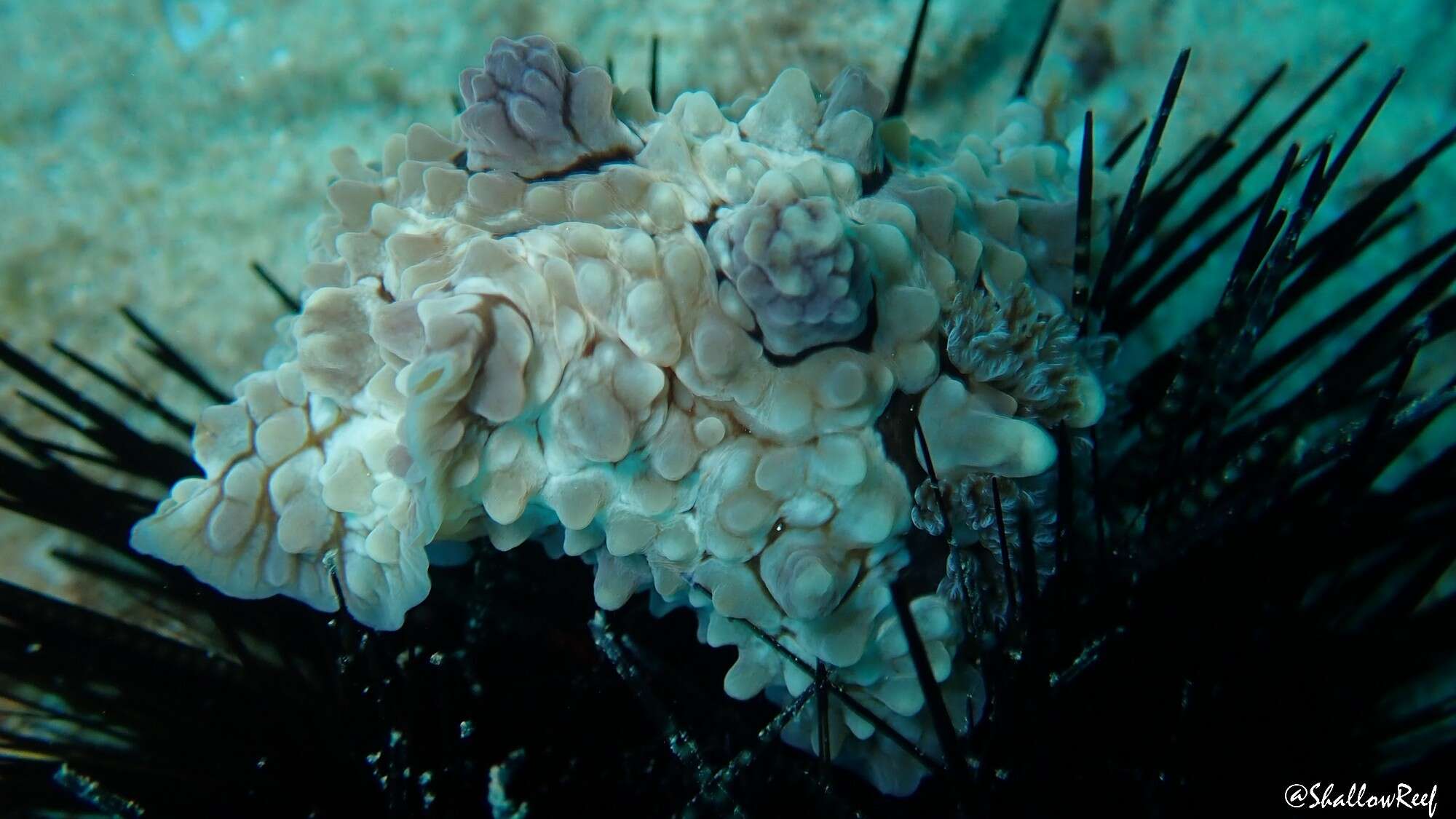 Image of Dendrodoris tuberculosa (Quoy & Gaimard 1832)