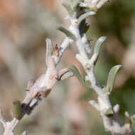 Image of Malacocera tricornis (Benth.) R. Anderson