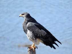 Image of Black-chested Buzzard-Eagle