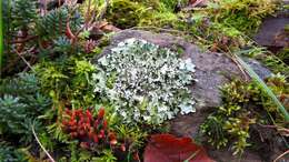 Image of Black stone flower