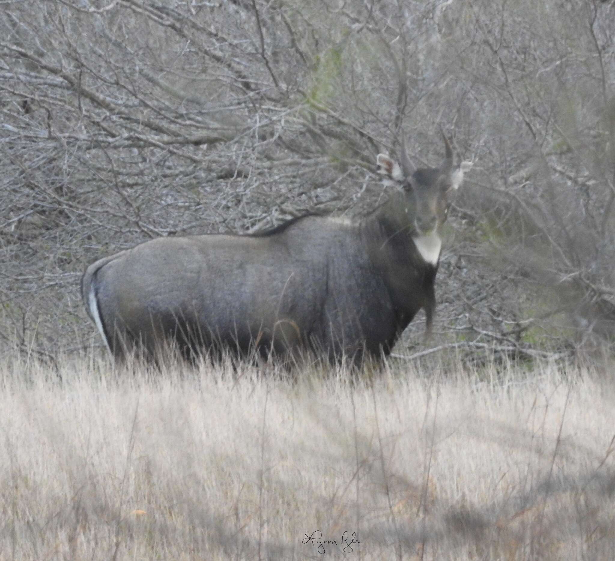 Boselaphus Blainville 1816 resmi