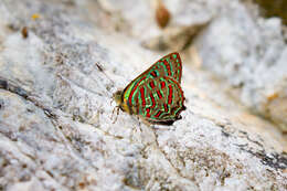 Image of Hypochrysops pythias pythias